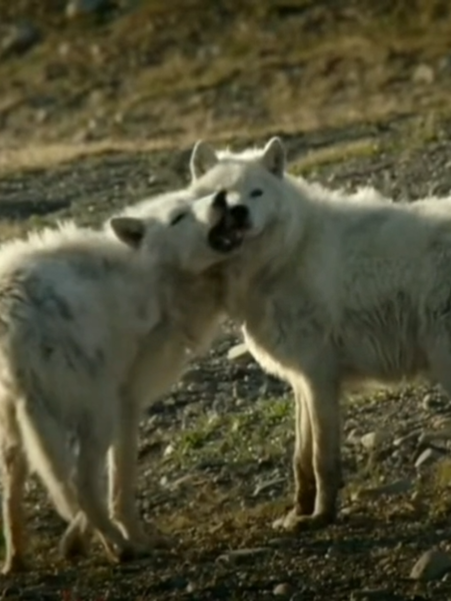 i'm not mean that's the last thing i want to be ‎ ‎ ‎ ‎ ‎ ‎ ‎ ‎ ‎ ‎ ‎ ‎ ‎ ‎ ‎ ‎ ‎ ‎ ‎ ‎ ‎ ‎ ‎ ‎ ‎ ‎ ‎ ‎ ‎ ‎ ‎ ‎ ‎ ‎ ‎ ‎ ‎ ‎ ‎ ‎ ‎ ‎ ‎ ‎ ‎ ‎ ‎ ‎ ‎ ‎ ‎ ‎ ‎ ‎ ‎ ‎ ‎ ‎ ‎ ‎ ‎ ‎ ‎ ‎ ‎ ‎ ‎ ‎ ‎ ‎ ‎ ‎ ‎ ‎ ‎ ‎ ‎ ‎ ‎ ‎ ‎ ‎ ‎ ‎ ‎ ‎ ‎ ‎ ‎ ‎ ‎ ‎ ‎ ‎ ‎ ‎ ‎ ‎ ‎ ‎ ‎ ‎ ‎ ‎ ‎ ‎ ‎ ‎ ‎ ‎ ‎ ‎ ‎ ‎ ‎ ‎ ‎ ‎ ‎ ‎ ‎ ‎ ‎ ‎ ‎ ‎ ‎ ‎ ‎ ‎ ‎ ‎ ‎ ‎                                                                    #wolf #wolves #ilovewolves #foryoupage #fyppp 