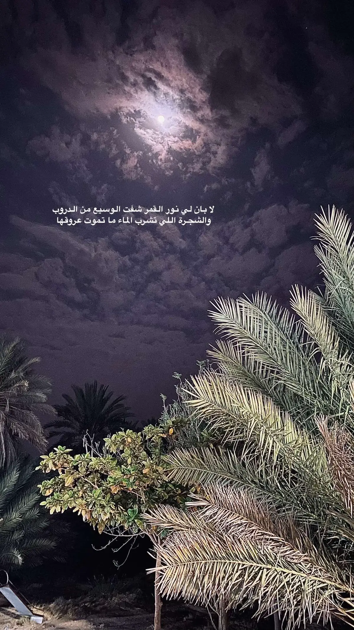 #اكسبلورر💯اكسبلورر💯 #يومياتي_الجميلة🥰 #2025😍💕🌺 