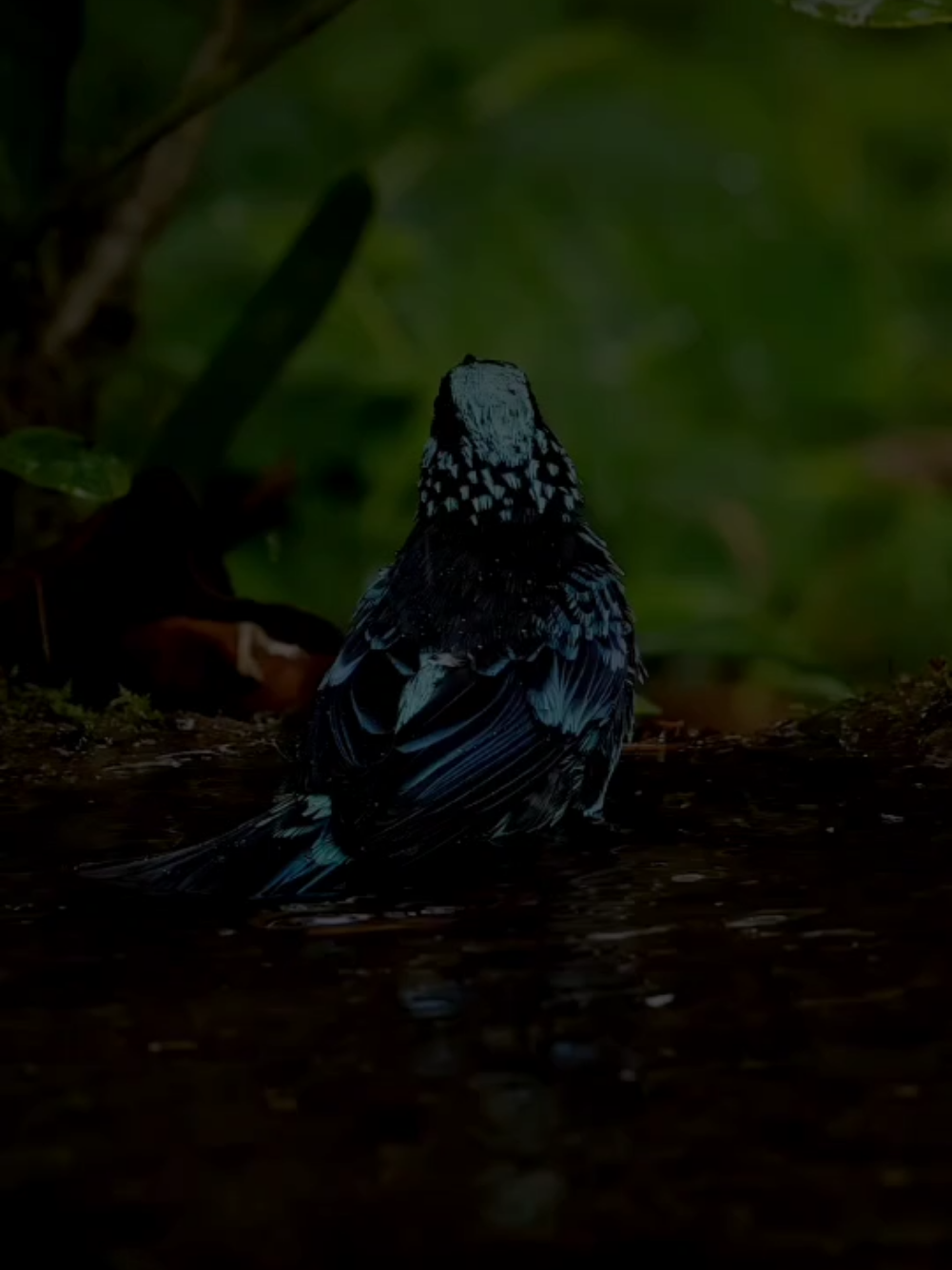 سوڕەتی (یونس) - القارئ : عبدالباسط عبدالصمد