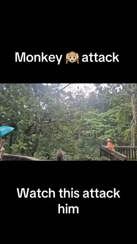 This monkey attacks my dad. Starts off all nice then goes mad on his head. So funny tho. Watch till end so funny #monkey #attack #funnytiktok #dad #laugh 
