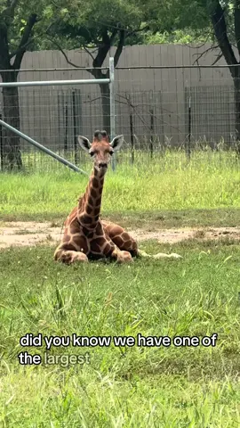 Meet Dwayne, Idris, and Isibelle  🦒🦒🦒 #giraffe #babygiraffes #calves 