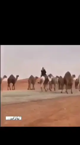 #البل #عطاياالله🐪 #المغاتير_الوضح_الشعل_الصفر #هجيج #شديد 