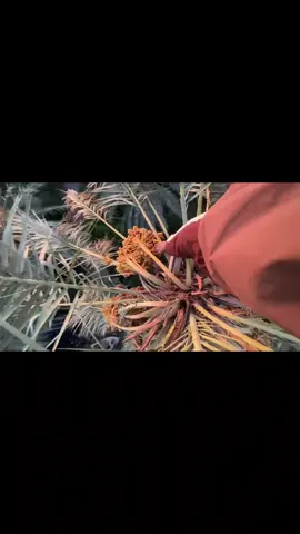 #الشعب_الصيني_ماله_حل😂 #explorepage #مالي_خلق_احط_هاشتاقات🦦 #الكاظمية #كوريا_الجنوبية 