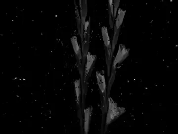 #speedsong #speedupsongs #nightcore #lyrics #fyp  @speed songs | lyrics 