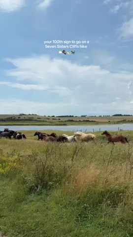 Stunning views from the Seven Sisters cliffs hike 😍 100% worth it!  Trail- Seven Sisters and Friston Forest Circular on the Alltrails app  . Hiking| fun things to do in/near london| where to hike in England #hike #sevensisters #Hiking #activityideas #girlstrip 