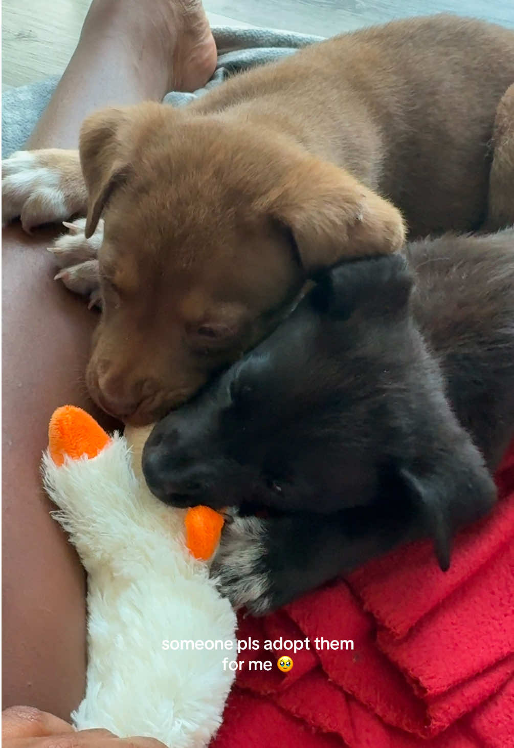 they are literally the best puppies ever 🥹🥹 #fyp #viralvideo  #puppies #adoptme #shelterdog 