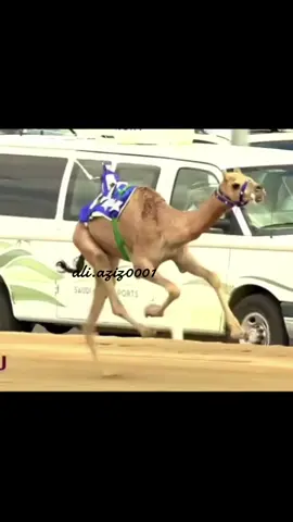 #الهجن_العربية_الاصيلة #الهجن_العربية_الاصيلة 