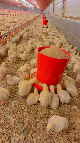 🐣🐥🐣🐥🐣🐥❤️