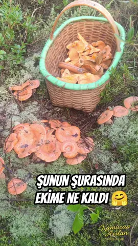 Arkadaşlar videoda ki kanlıca mantarları geçen sezonlarda bulduğum öbekler .İnşallah Ekim ayı geldiğinde ormanlarda Kanlıca mantarı bulmaya başlayacağız , O kadar çok tüketmeyi sevmesem de,  Çamların altında turuncu şapkasıyla parlayan bu mantarı görmek,heyecan ve mutluluk veriyor , toplamayı çok sevdiğim türlerden , sanki uzun süredir beklediğim biriyle yeniden buluşmak gibi 🤗 #kanlica,#kanlıcamantarı,#melki,#kamuranarslan,#çammantarı,,,,,,,, , ,