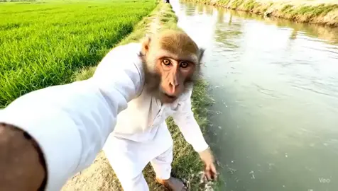 Tag Arslan 🤣😉😁 || #monkey #foryou #viral #fyp #foryoupage❤️❤️ 