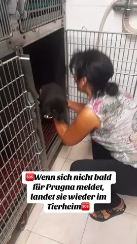 PRUGNA 🍑 – DIE KLEINE KÄMPFERIN 🆘 Prugna ist erst drei Monate alt und hat schon viel zu viel Schlimmes erleben müssen 😔. Sie wurde angefahren und in eine Tierklinik gebracht. Doch die Tierärzte konnten ihr gebrochenes Bein nicht retten💔 Leider kann unsere Elvira sie nicht aufnehmen, da sie gar kein Platz mehr frei hat😔 🆘Sie benötigt so schnell wie möglich eine Pflegestelle oder, am besten, eine Endstelle🆘 UNSERE DEUTSCHSPRACHIGE ANSPRECHPARTNERIN: ☎️ Cinzia +49 1575 6777660 (WhatsApp)  VEREINSPRÄSIDENTIN “I Pelosetti di Silvana”: ☎️ Chiara Costalonga +39 346 876 0522  UNSERE PARTNER-REFUGIEN: - Piazza Paolo D Gallo n.3 Cenadi Catanzaro 88067  - Strada esterna monteripano n.30, 70033 Corato (Bari) - Via Orto Carmine, 3 89023 Laureana di Borrello (RC) #tierschutz #adoptiere #hunde #pflegestellegesucht #adoptdontshop   