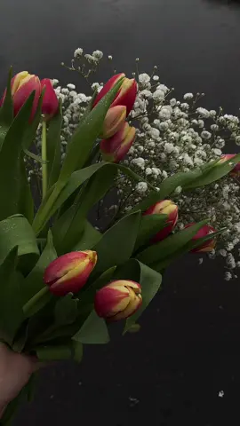 Tulips 💐 #tulips #tulipanes #herfavorite #flowers #creatorsearchinsights 