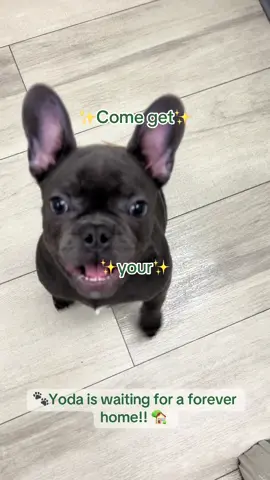 This cutie is waiting for you 🫵🐾  Come meet him in store, schedule a time on: 📍 https://superstarpuppies.com/puppies-for-sale/ #puppy #puppytiktok #cute #frenchie #frenchbulldog 
