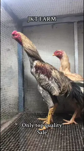 தரம் வாய்ந்த கோழிகளை எமது JKT பண்ணையில் பெற்றுக்கொள்ளலாம் தொடர்பு:00393886342470