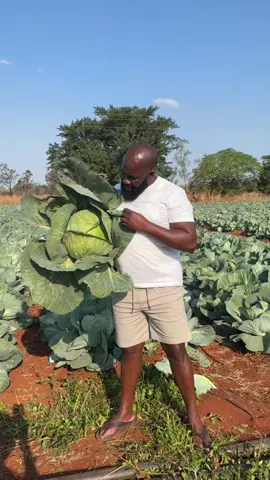 Afcolaco Cabbages forsale