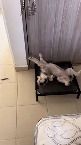 Si mi bellis hablara 🌸💘🎀#schnauzermini ##schnauzersoftiktok 