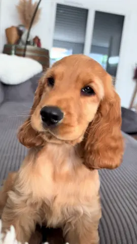 Ce regard de cocker 🐶 #cocker #cockerspaniel #dog #cockerspanielsoftiktok #cockerspanielpuppy 
