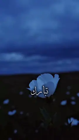 باسم الكربلائي ترند الاسماء #CapCut #قصائد #باسم_الكربلائي_رادود_ما_له_مثيل #متابعه_ولايك_واكسبلور_احبكم #باسميه_عشاق_باسم_الكربلائي_باسميات 