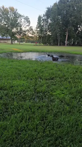 These 2 had a blast playing in the 