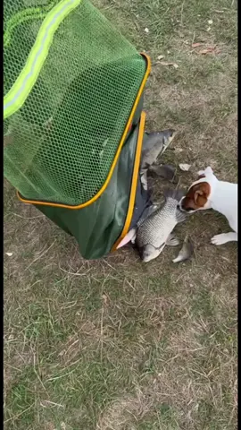 Улов с прошлого видео 🐠🐟👍 #Березина #Свислочь #рыбалка #лещ #беларусь 