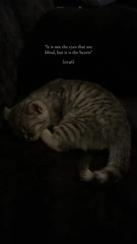 ❤️‍🩹#quran #babycat 