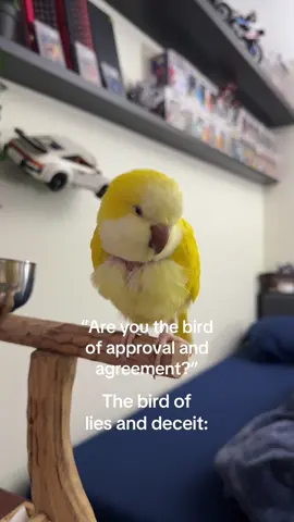 #quakerparrots #parrotsoftiktok #parrot #birdsoftiktok #fyp 
