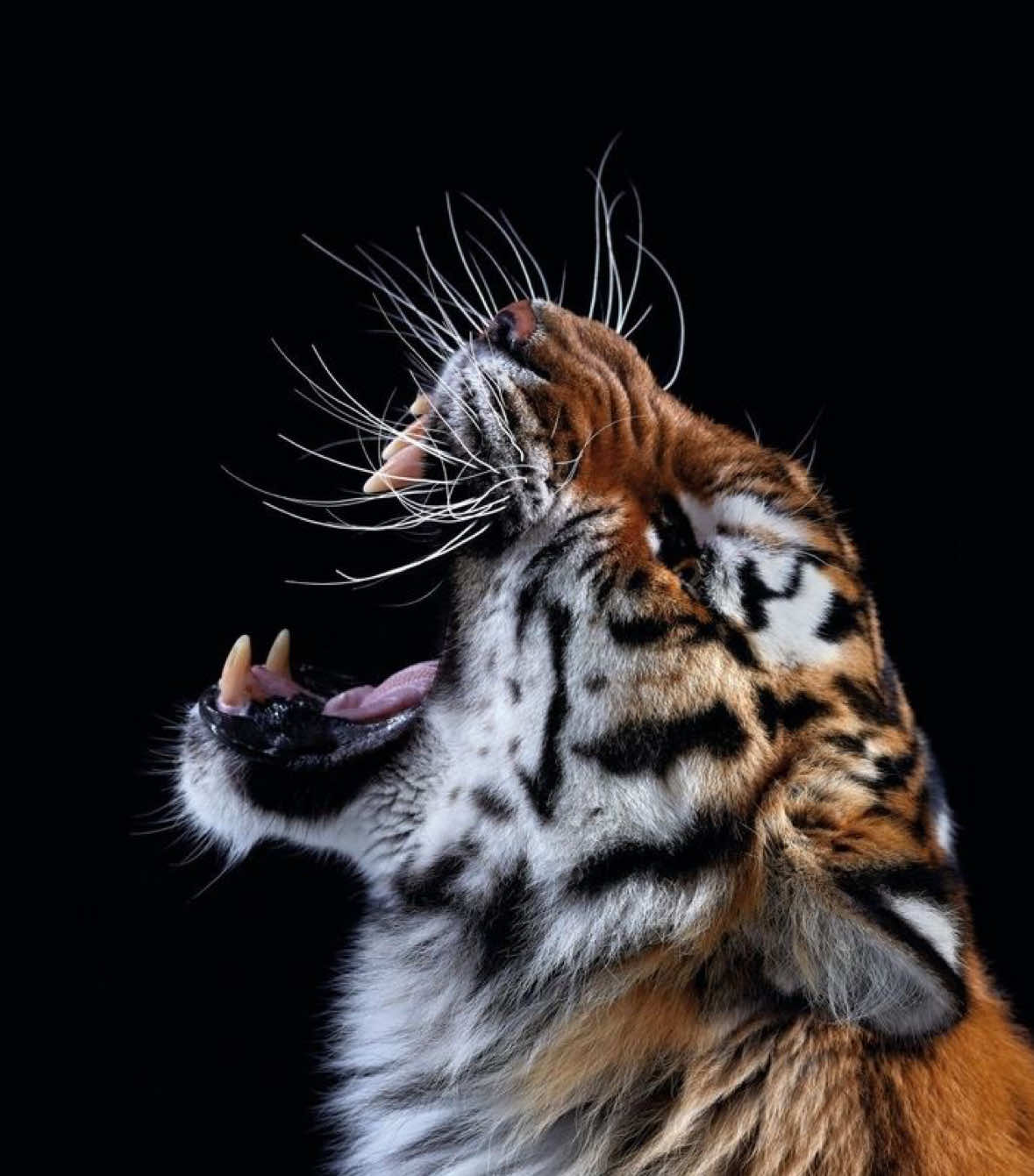 I can’t express how much I love tigers | #tiger #moodboard #tigers #animal #animallover 