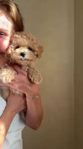 your engaging  #fyp #viral #fypシ #maltipoo #engagement 