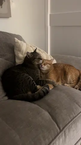 The end 🥹 Can they get 1 million likes? #cat #cutecats #tiktokcats #viralvideos #catlover 