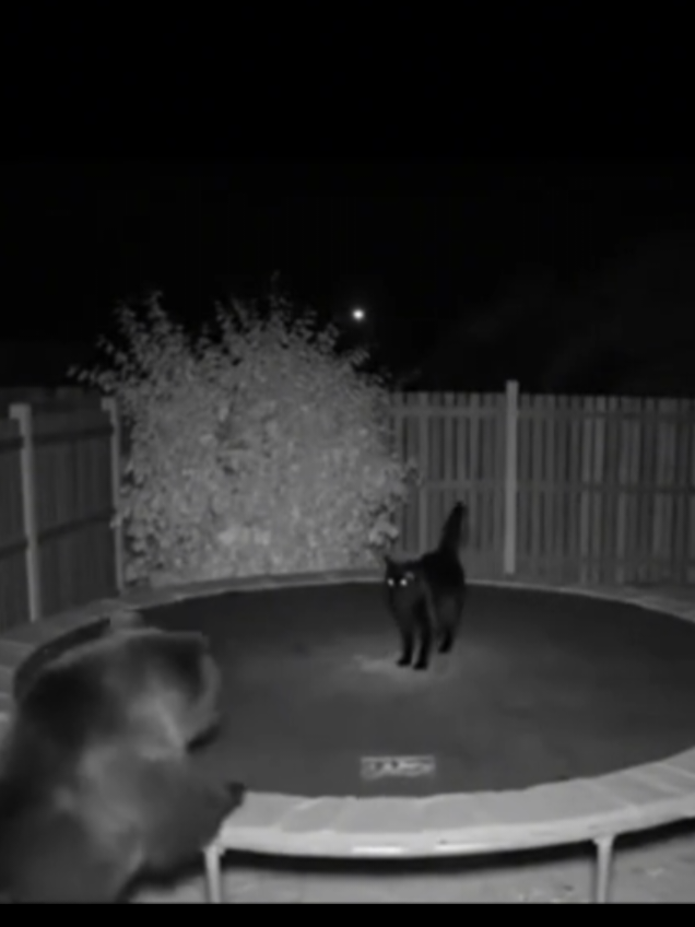 What is going on here ? #funnyanimals #animalsofttiktok #fyp #funnyvideos #funnytiktok 
