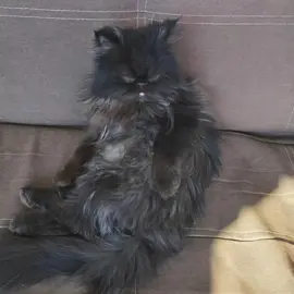 Tiki ta 🕺🎶 #trend #gatostiktok #baile 