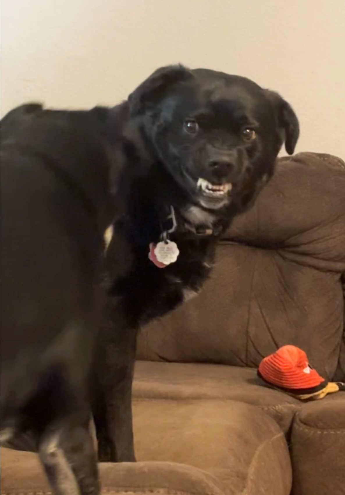 I promise, he’s sweet. #fyp #dogsoftiktok #dogtok #personality #mood 