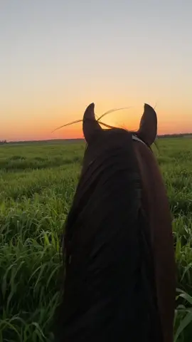 جسار 🤍#السعودية #الخيل_من_خيالها #الخيل_العربي_الاصيل🐎 #القصيم #