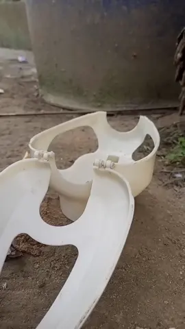 pigeons 😍😍😍#explore #foryoupage❤️❤️ #fyp #foryou 