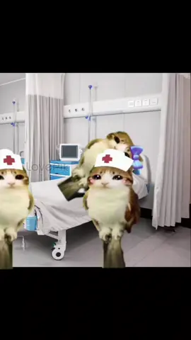 disculpen la edición tan fea soy nuebo en esto 😭 #elgranvaron #meowl #cat #meow #imanewsoul 