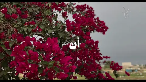 #CapCut #قران_كريم #