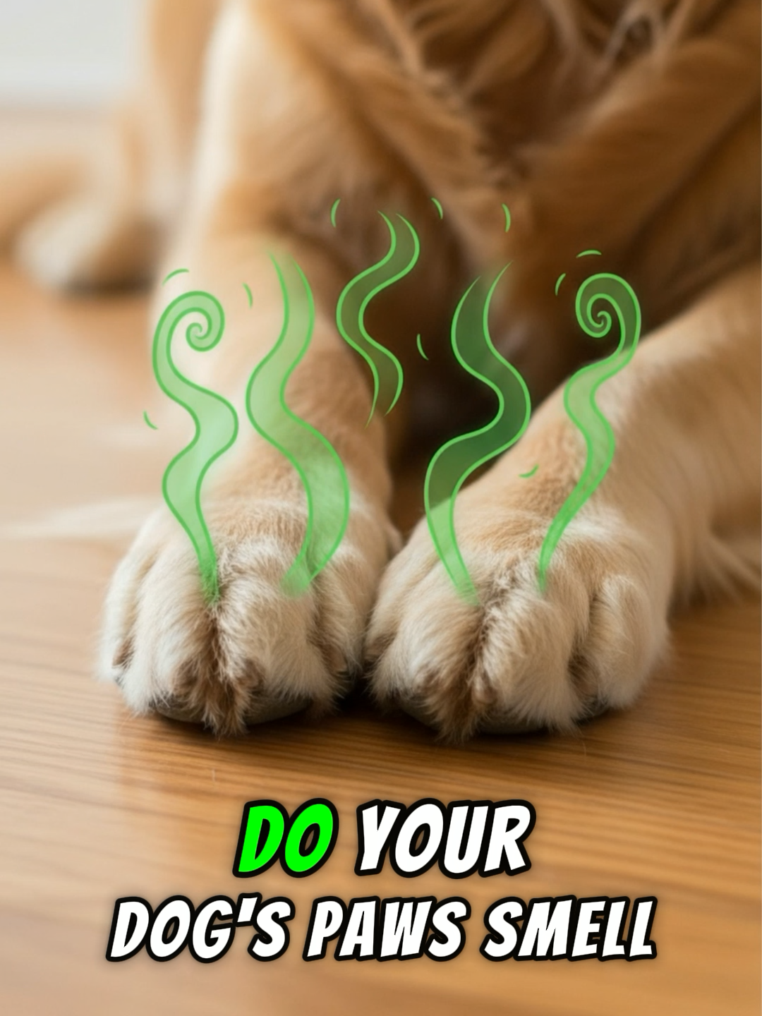 Do your dog’s paws smell like cheese? 🧀👃 That smell could be a sign of bacteria or fungus. 👉 With Pawlish Balm, you hydrate, protect, and heal their paw pads with a 100% natural, vet-approved formula 🌿🐾 Made with beeswax, honey, and natural oils, it creates a protective barrier to prevent dryness, cracks, and irritation. ✅ Lick-safe ✅ Fast-absorbing & residue-free ✅ Year-round protection ☀️❄️ Give your pup the paw care they deserve 💚#PawCare #SummerDogs #DogTok #dogtoker