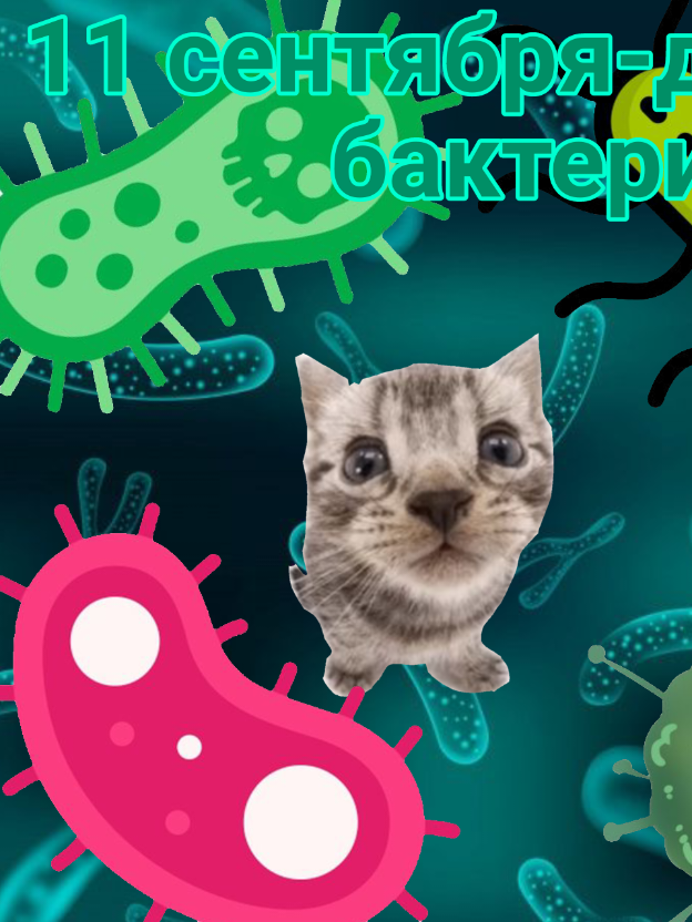 #11сентября #маленькие #бактерички  ТГК: https://t.me/bitboit