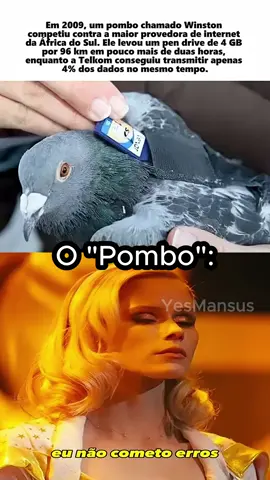 O pombo sabendo que é mais forte