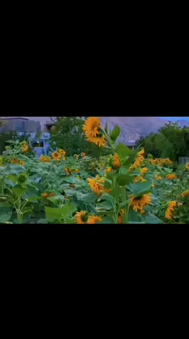 ئـــــــــــــــەڵێم ... بڵێی ڕاست بێت ئەڵێن دڵ ئاگای لە دڵە ؟ 🖤💔 . #dyariarahman  #في هذا اليوم 