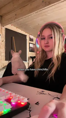 chinchilla is my love 