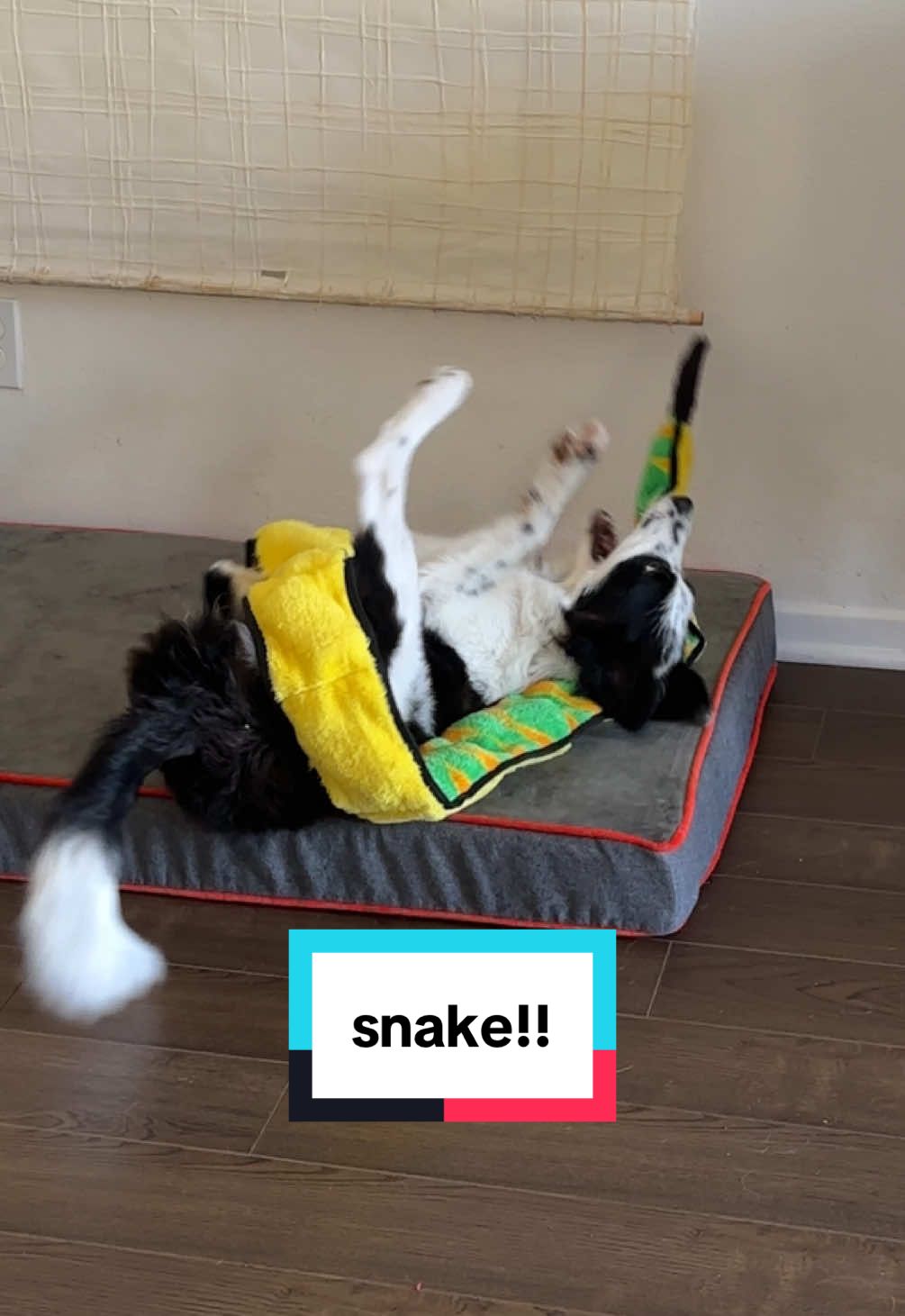 border collie puppy MENACED by giant snake #bordercollie #rescuedog #dogdad #puppy #zoomies  Onwards and Upwards - Josef Falkensköld  Epidemic Sound