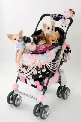 #fyp #chiwawa #dog #itgirl #200s 