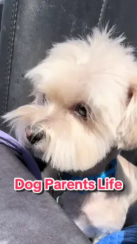 #AD If you're in the Atlanta (USA) or greater area, we'd love to pamper your pup As a welcome bonus, use code CHEDDAR for 20% off your first appointment with FurryLand.US mobile gromming! Cheddar bestie AKA fav Dog Groomer: @Keesha Stewart . Dog dad @Mini Producer 