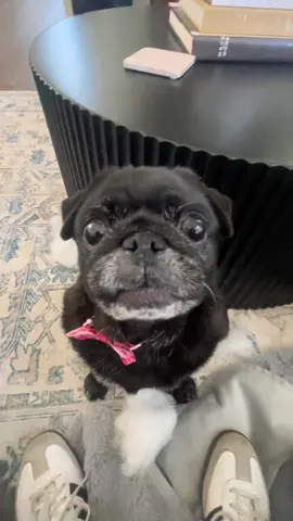 Black dog has no comment…