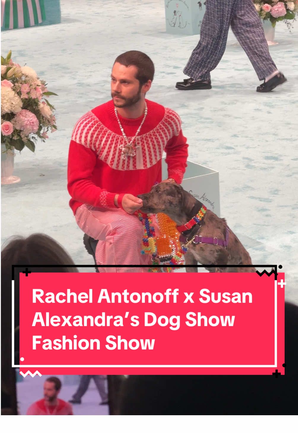 🥹😭😢 We will never emotionally recover from this.  #DylanObrien, #BrianneHowey, #EdieFalco, and more stars walked rescue dogs down the runway for the Rachel Antonoff & Susan Alexandra #NYFW show. 