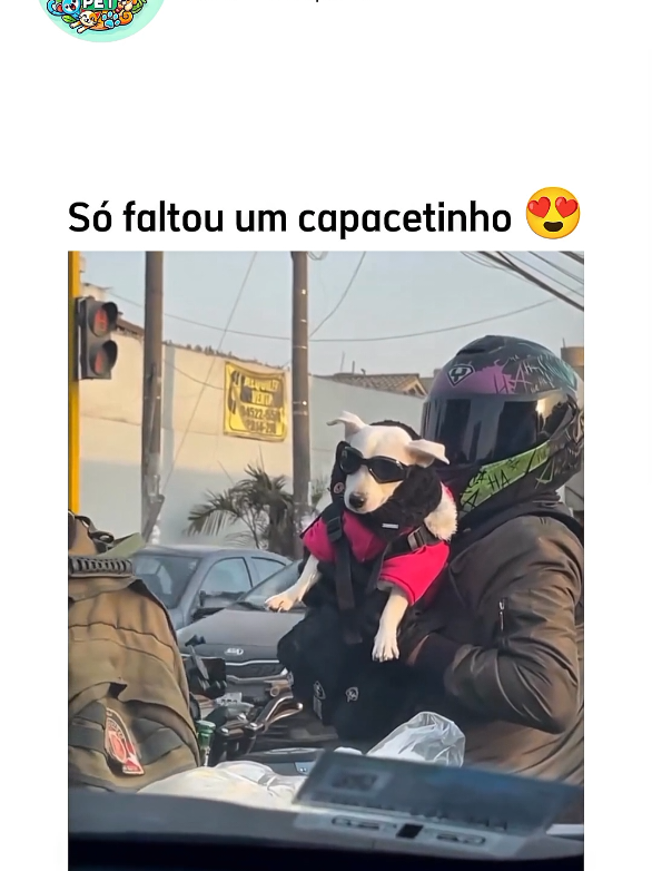 Porque os gatos fazem isso? 😂 #humoranimal #humorpet #humorbr 