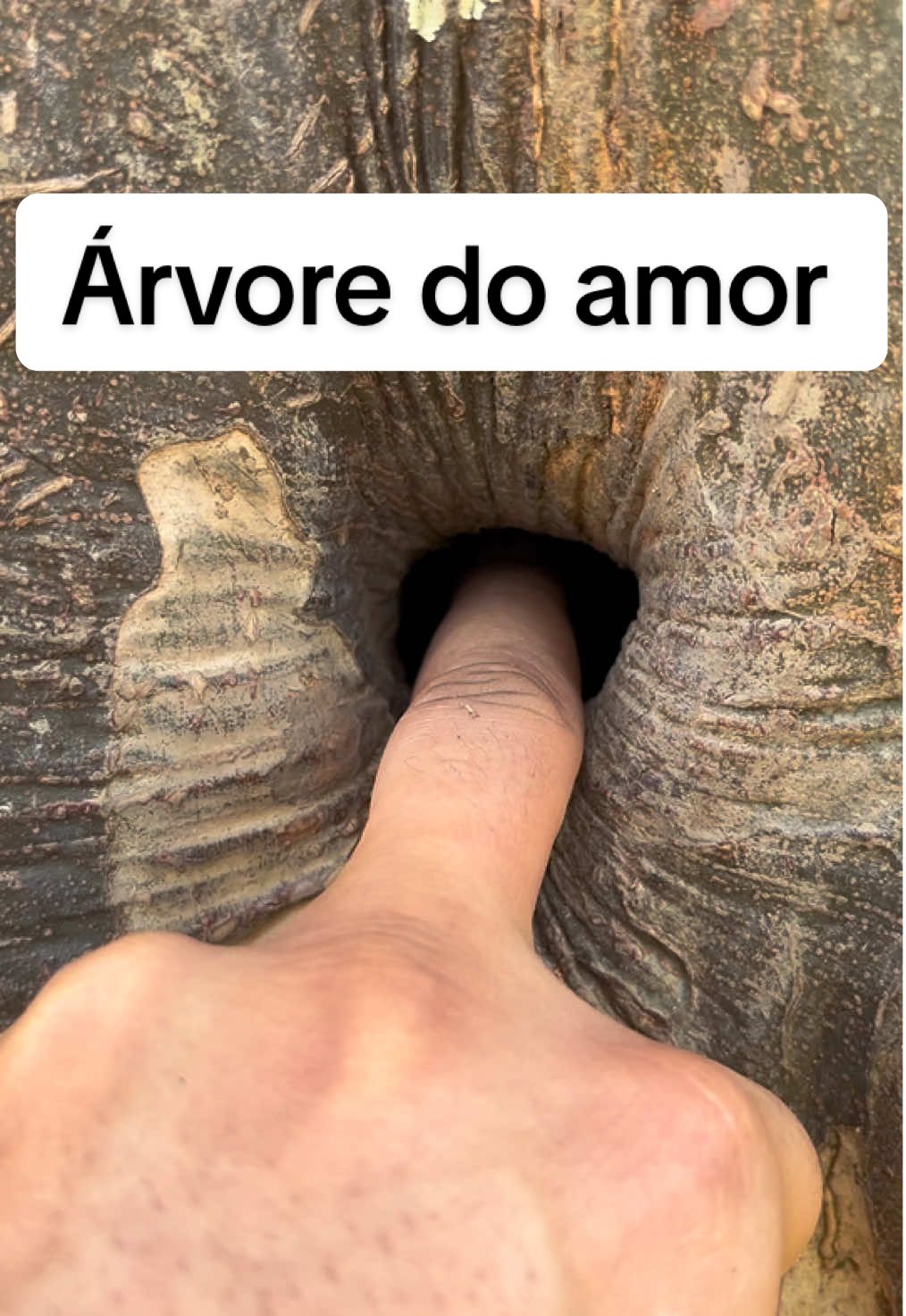 Árvore do amor  #natureza #amazonas 