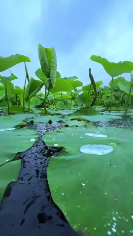 #cuocsong #sen #chaongaymoi #suyngam 