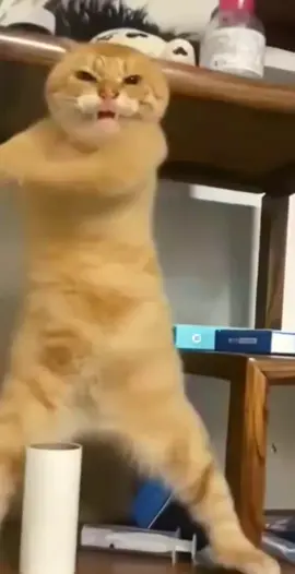 #cat #funny #dance #neko #gingercat 